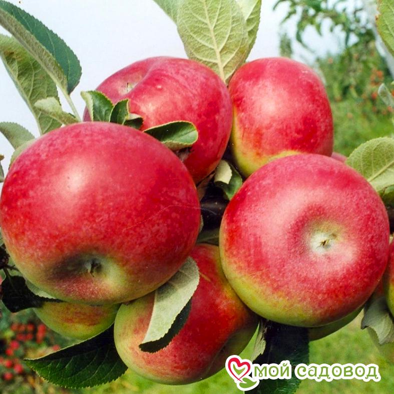 Яблоня Джонаголд
