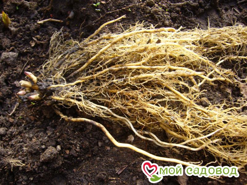 Флокс Марбл Фейс